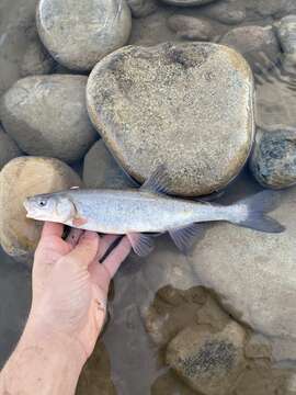 Image of Roundtail Chub