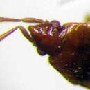 Image of Camptocera glaberrima (Walker & F. 1872)