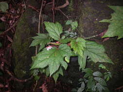 Слика од Begonia baviensis Gagnep.