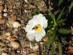 Image of Cistus ladanifer subsp. ladanifer