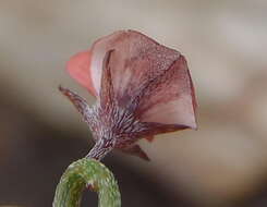 صورة Indigofera leptocarpa Eckl. & Zeyh.