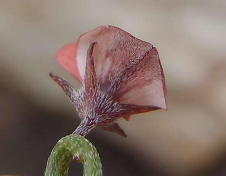 Plancia ëd Indigofera leptocarpa Eckl. & Zeyh.