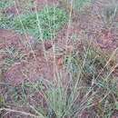 Image of Nealley's Viper Grass