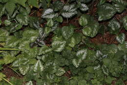 Image of Lamium galeobdolon subsp. argentatum (Smejkal) J. Duvign.