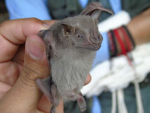 Image of Hairy Fruit-eating Bat