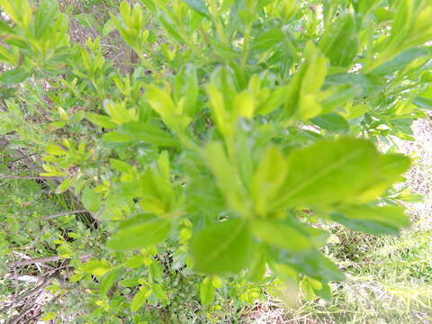 Image of Baccharis heterophylla Kunth