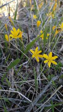 Image of Narcissus cavanillesii Barra & G. López