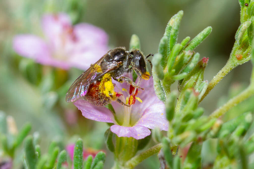 Image of Lasioglossum arctifrons (Saunders 1903)