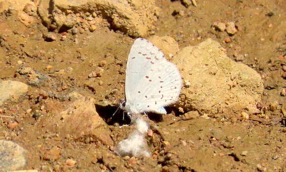 Image of <i>Celastrina humulus</i>