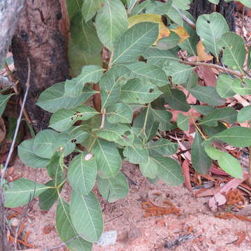 Plancia ëd Coelospermum reticulatum (F. Muell.) Benth.