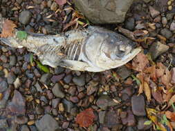 Image of silver carp