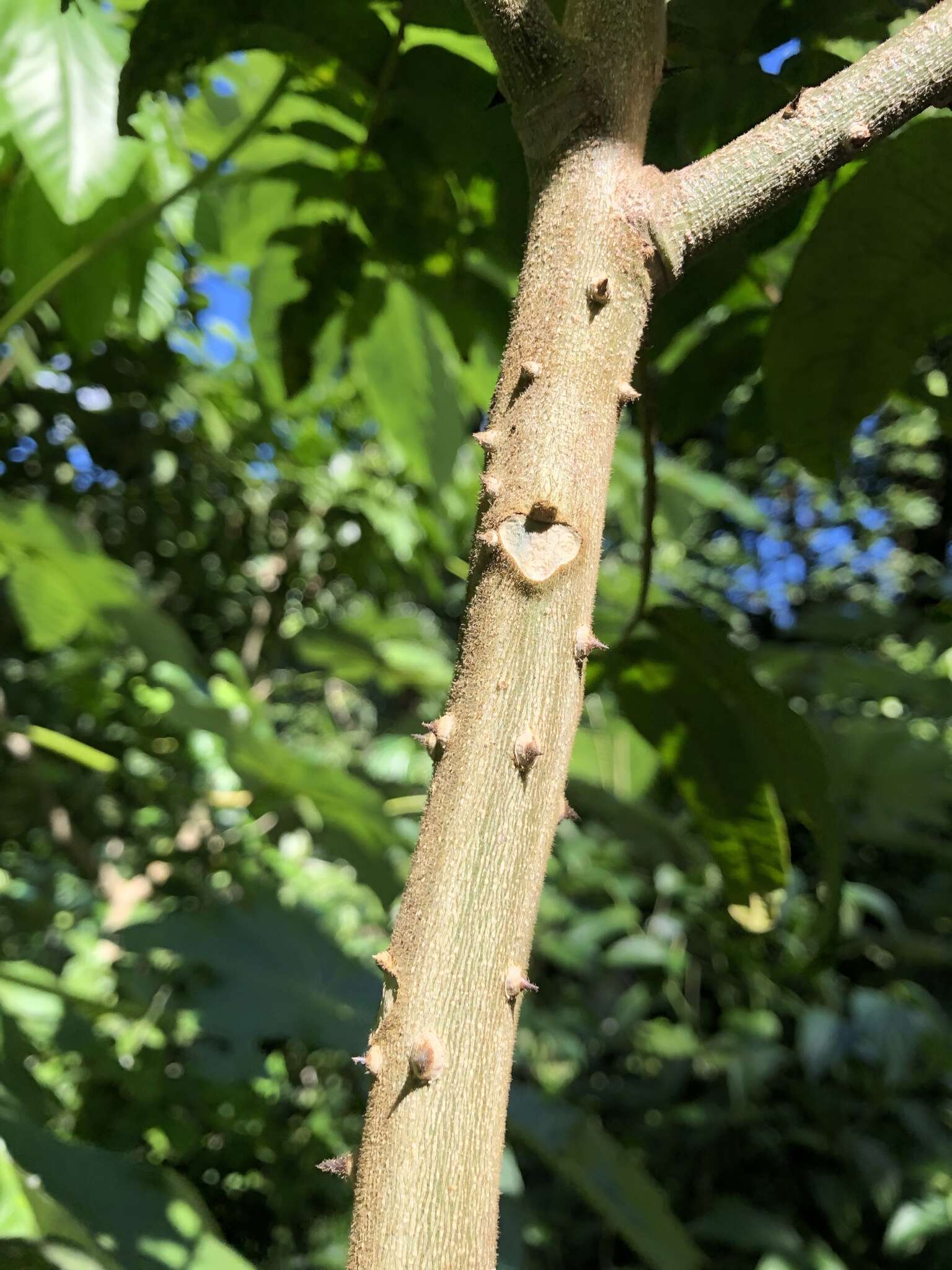 Imagem de Zanthoxylum martinicense (Lam.) DC.