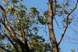 Image of Platycarya