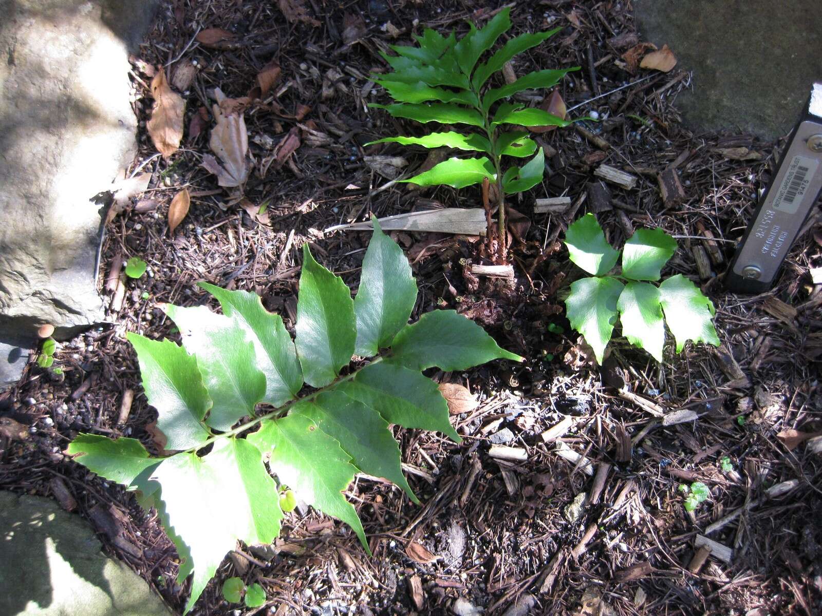 Image of Japanese netvein hollyfern