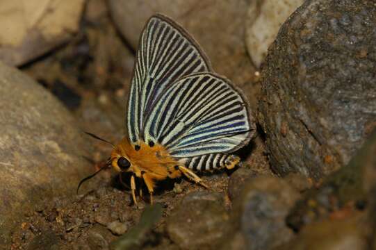 Image of Small Green Awlet