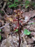 Image of Bentley's coralroot