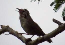 Image of Sinaloa Wren