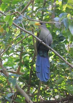 Image of Green Malkoha