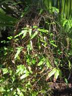 Image of climbing ferns