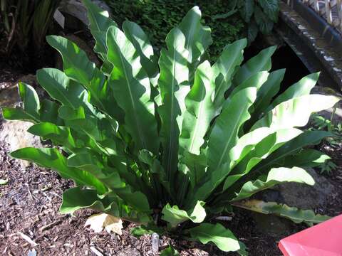 Image of Asplenium goudeyi