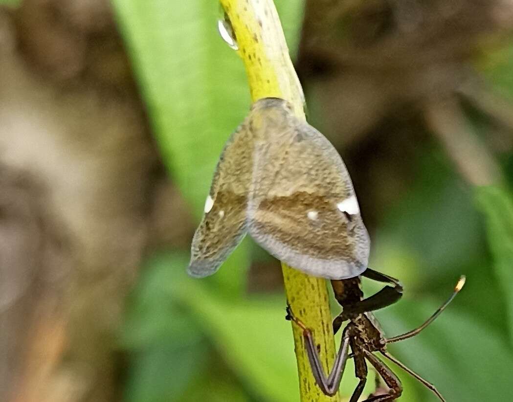 Image of Ricania obliqua (Walker 1851)