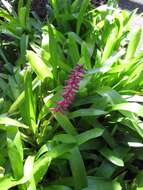 Image of Aechmea gamosepala Wittm.