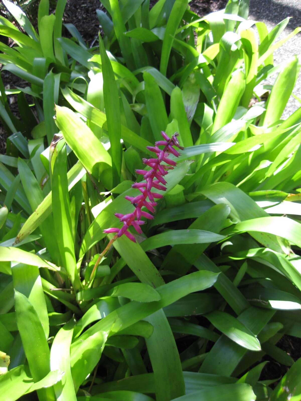 Image of Aechmea gamosepala Wittm.