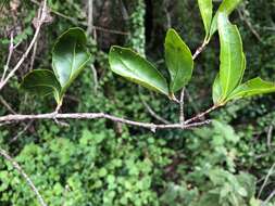 Image of <i>Elaeodendron <i>australe</i></i> subsp. australe