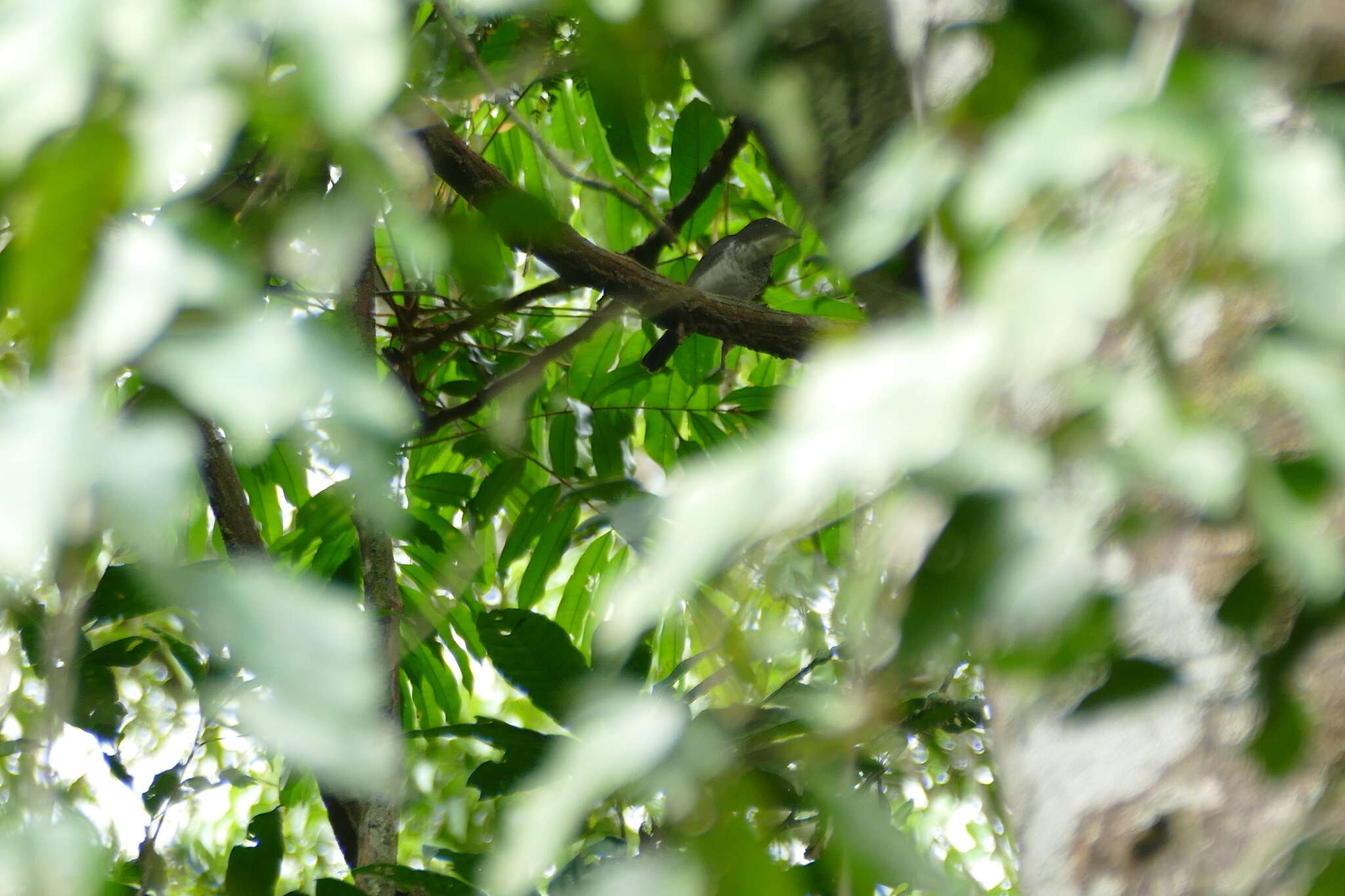 Image of African Forest Flycatcher