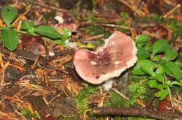 Image of Russula atrorubens Quél. 1898