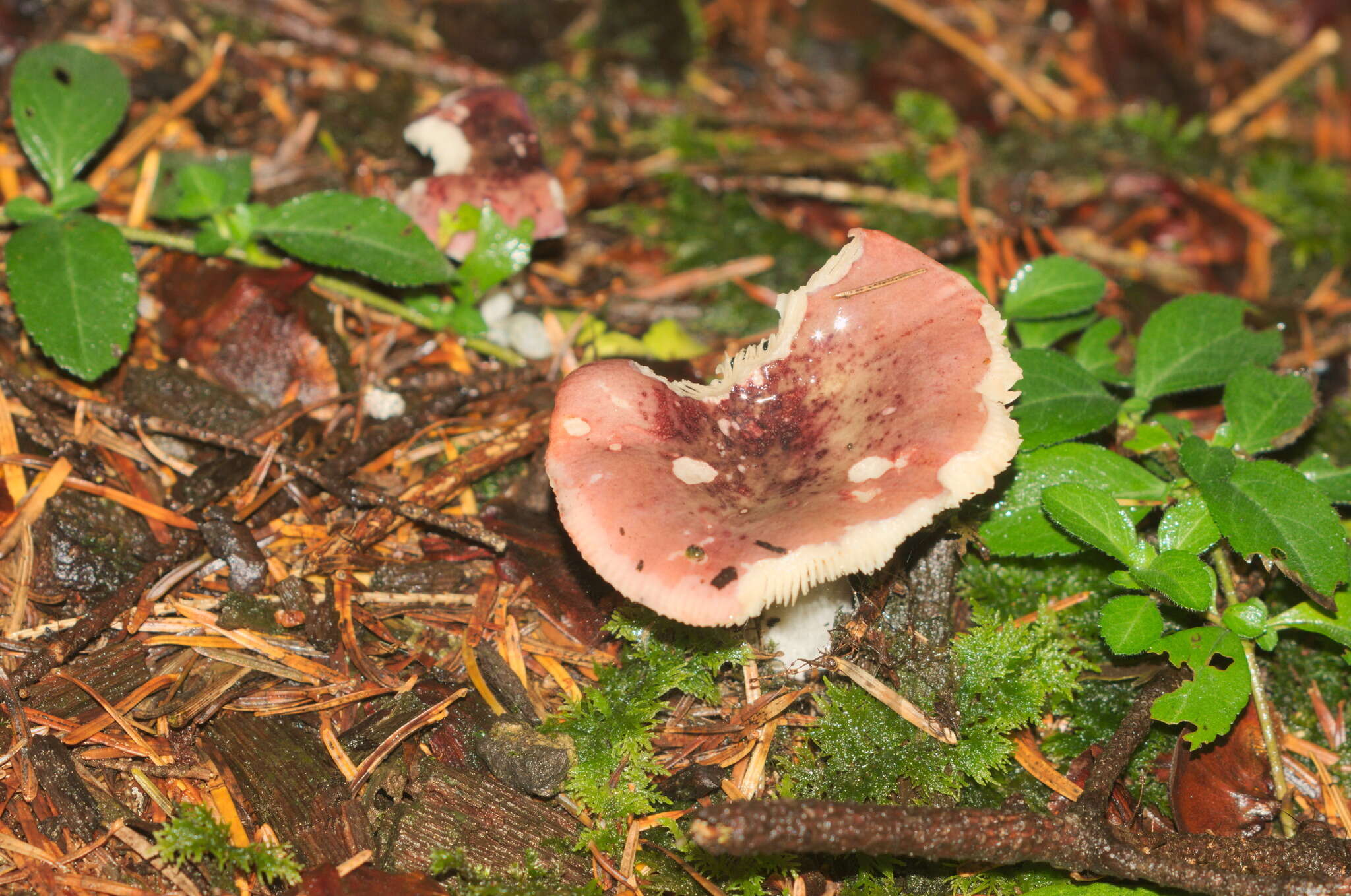 Image of Russula atrorubens Quél. 1898