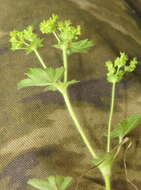 صورة Alchemilla micans Buser