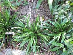 Image of Liriope