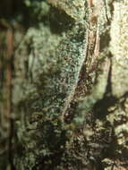 Image of needle lichen