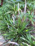 Image of Liriope