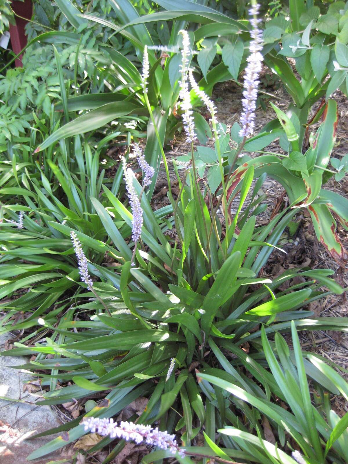 Image of Liriope