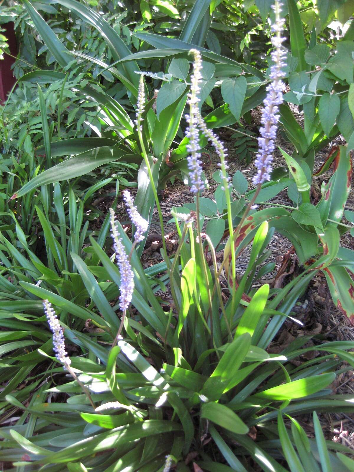 Image of Liriope