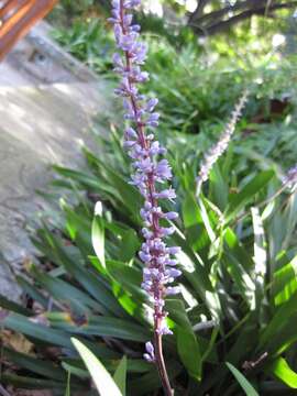 Image of Liriope