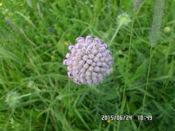 Image of Microbotryum scabiosae (Sowerby) G. Deml & Prillinger 1991