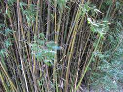 Image of hedge bamboo