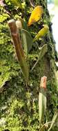 Image of lanceleaf tongue fern