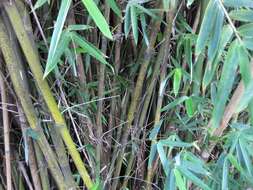 Image of hedge bamboo