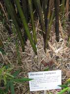 Image of hedge bamboo