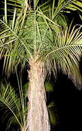 Image of Dypsis fibrosa (C. H. Wright) Beentje & J. Dransf.