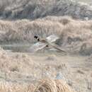 Image of Chinese Ring-necked Pheasant