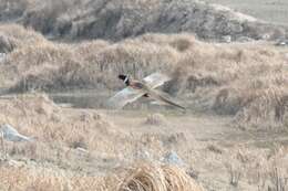 Image of Chinese Ring-necked Pheasant