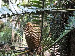 Image of Bushman's River Cycad