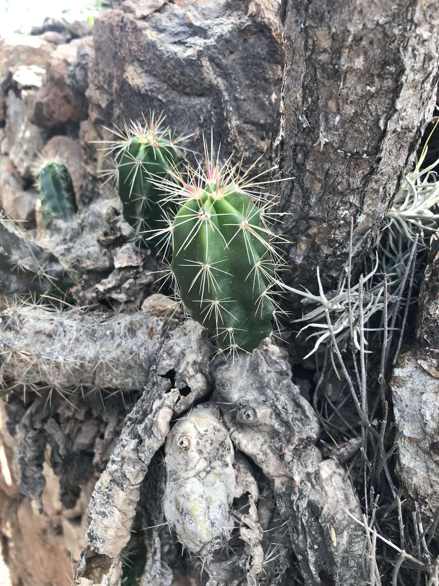 Image de Echinocereus cinerascens subsp. cinerascens