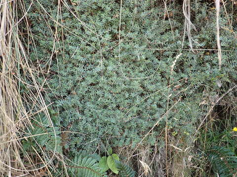 Image of Pimelea pseudolyallii Allan