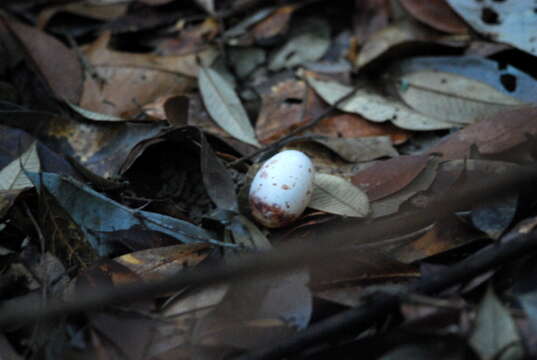 Image of Malaysian Eared Nightjar